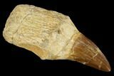 Fossil Rooted Mosasaur (Prognathodon) Tooth - Morocco #116877-1